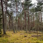 Architect's Timber House In Woods By Tisvilde *