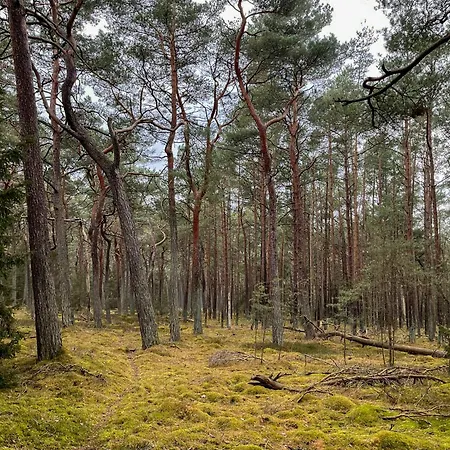 Architect's Timber House In Woods By Tisvilde *