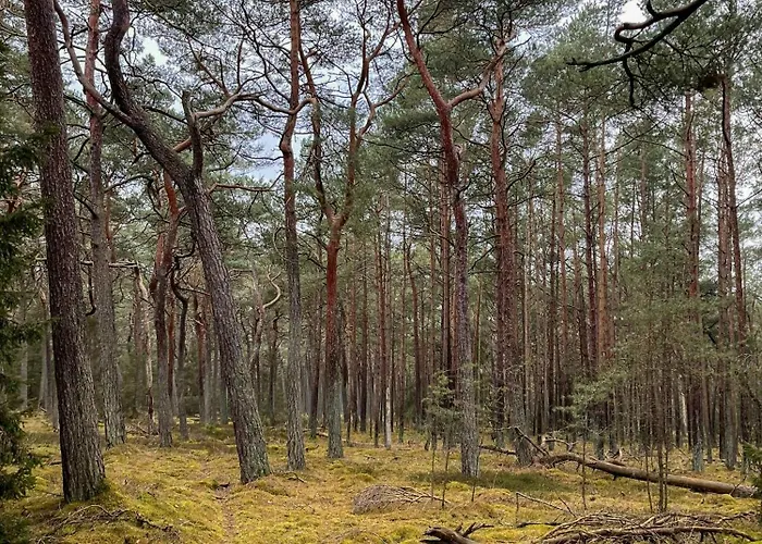 Architect's Timber House In Woods By Tisvilde *